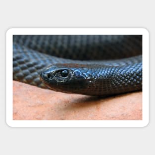 Inland Taipan Sticker